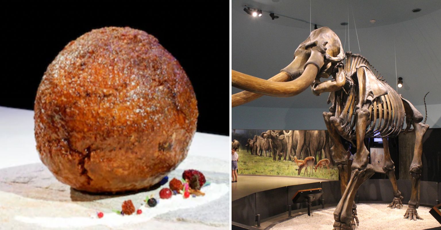 Netherlands museum has giant labgrown mammoth meat meatball