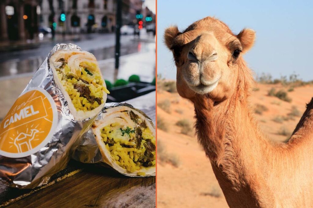 This UK döner shop is selling camel meat kebabs