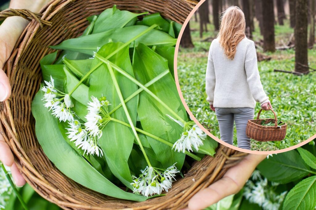 It&#8217;s time to accept we&#8217;ve all lost our minds over wild garlic