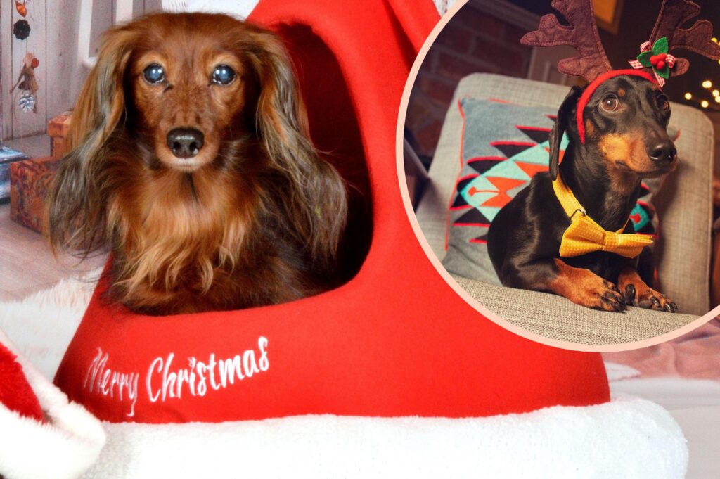 A Christmas cafe for Sausage Dogs is coming to London