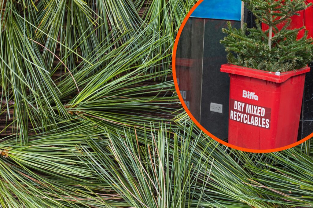 Turns out you can eat your Christmas tree – yes, really