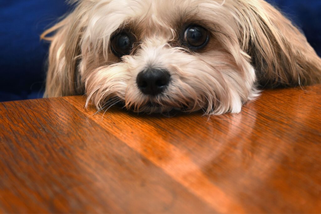 Pub hits back over poor Trip Advisor review citing dog ‘begging’ at table