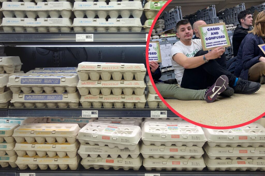 Vegan protestors block egg aisles in supermarkets