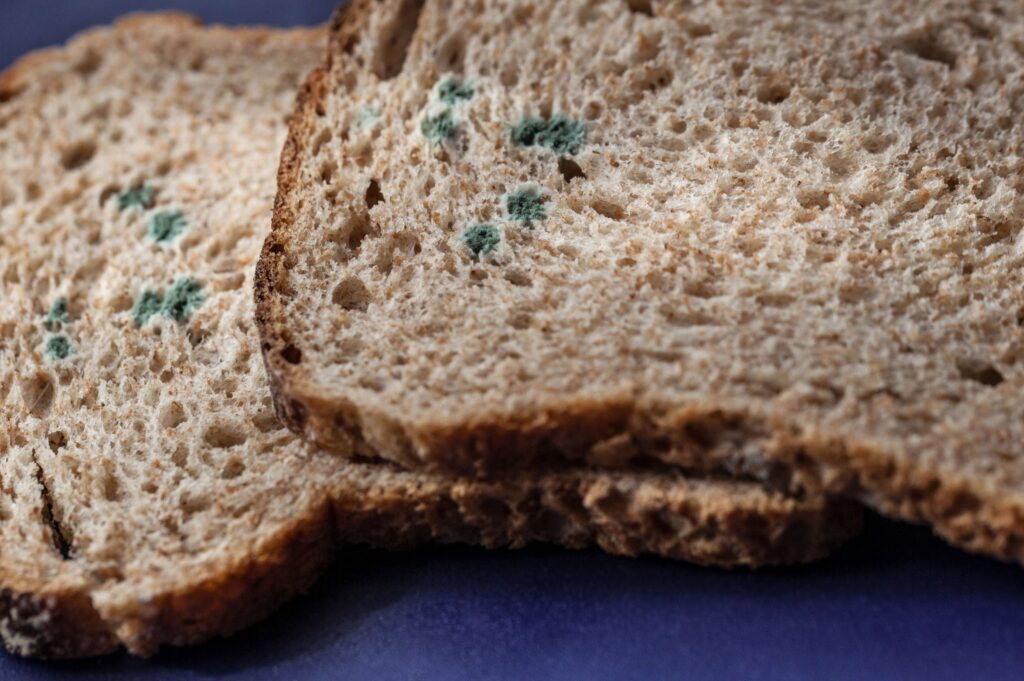 Experts reveal why you should never pick mould off bread and eat it